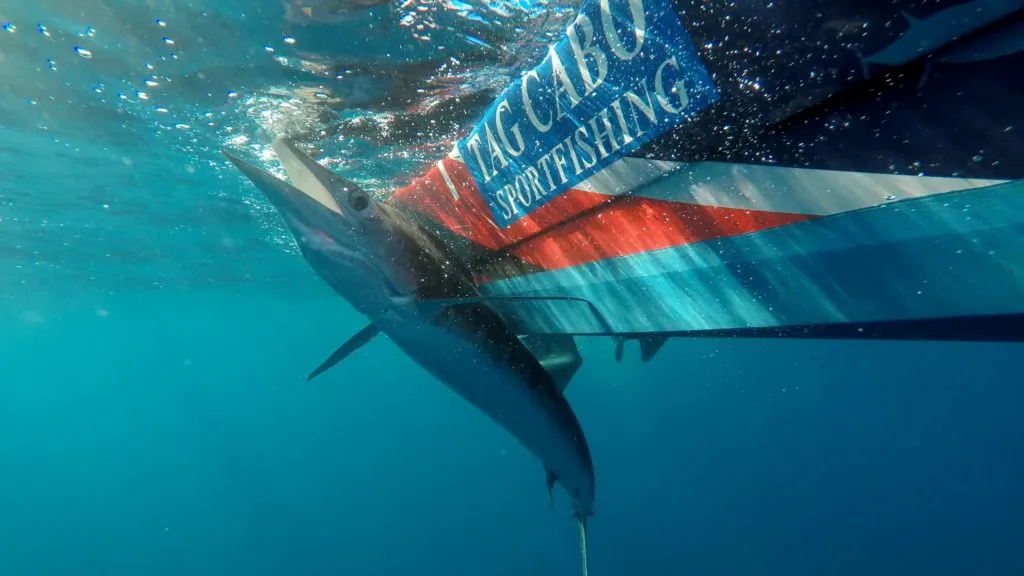 Striped Marlin