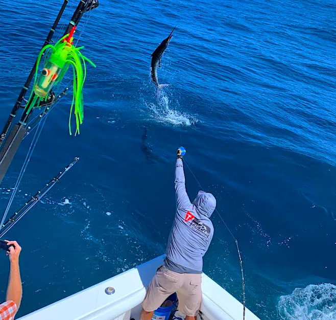 Master the Art of Striped Marlin Fishing: Lures, Teasers, and Dead Bait Techniques