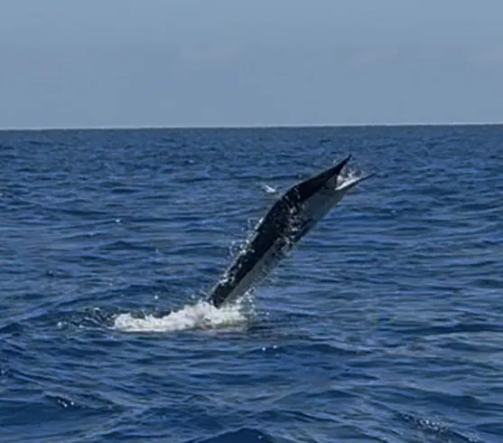 Catch photo shared by Billy Reed on their Tag Cabo Sportfishing review