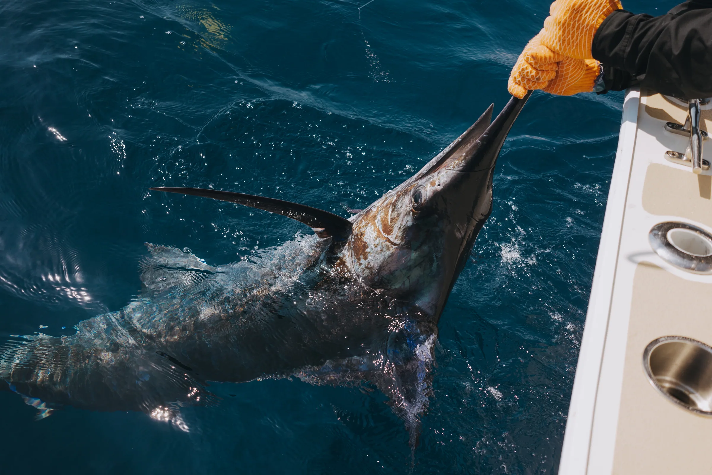 Cabo San Lucas sportfishing photo 20 with Tag Cabo Sportfishing