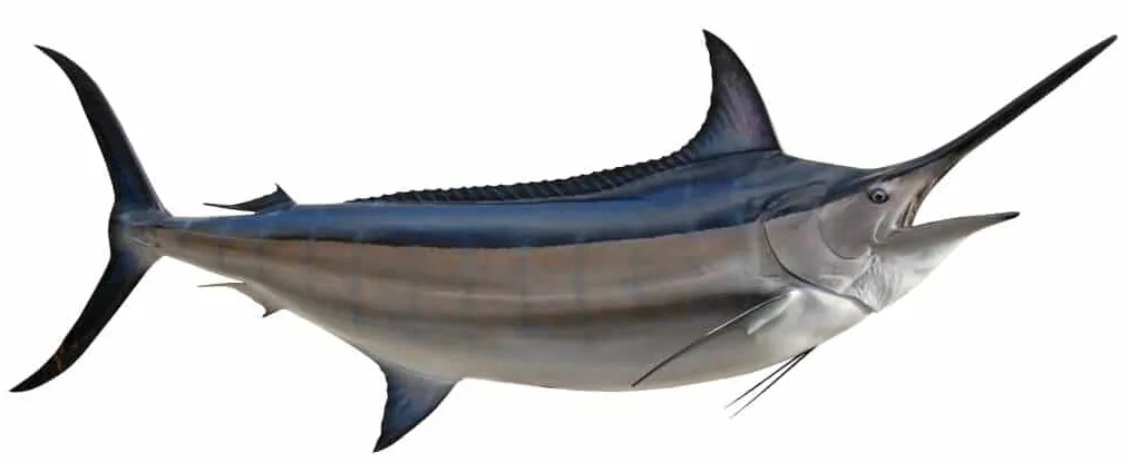 Fishing for Black and Blue Marlin