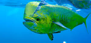 Dorado (Mahi-Mahi) fishing in Cabo San Lucas